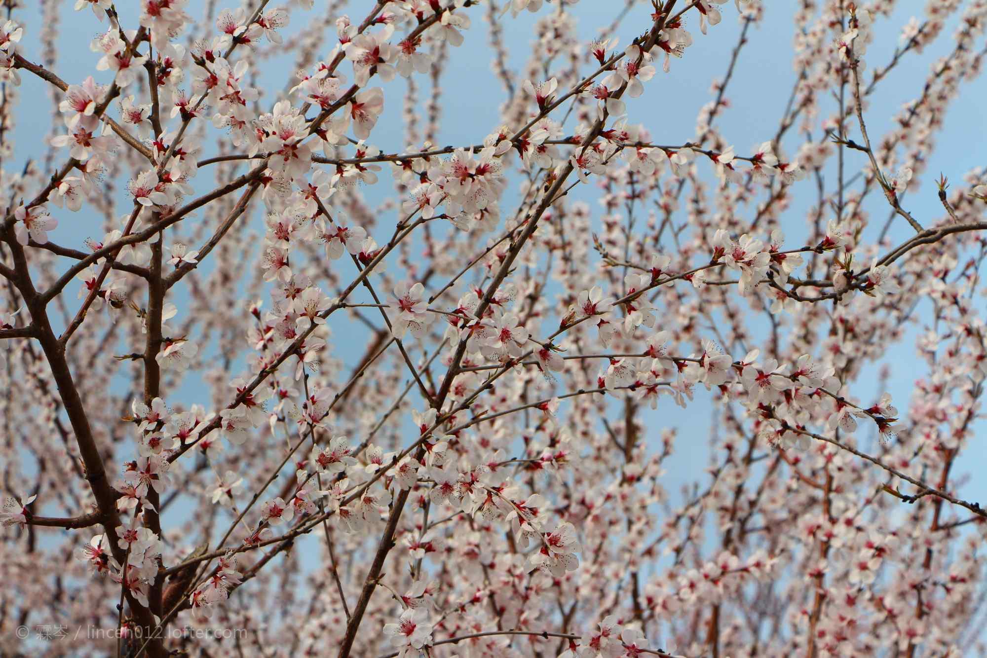 春日盛开的桃花林桌面壁纸