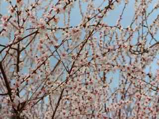 春日盛开的桃花林