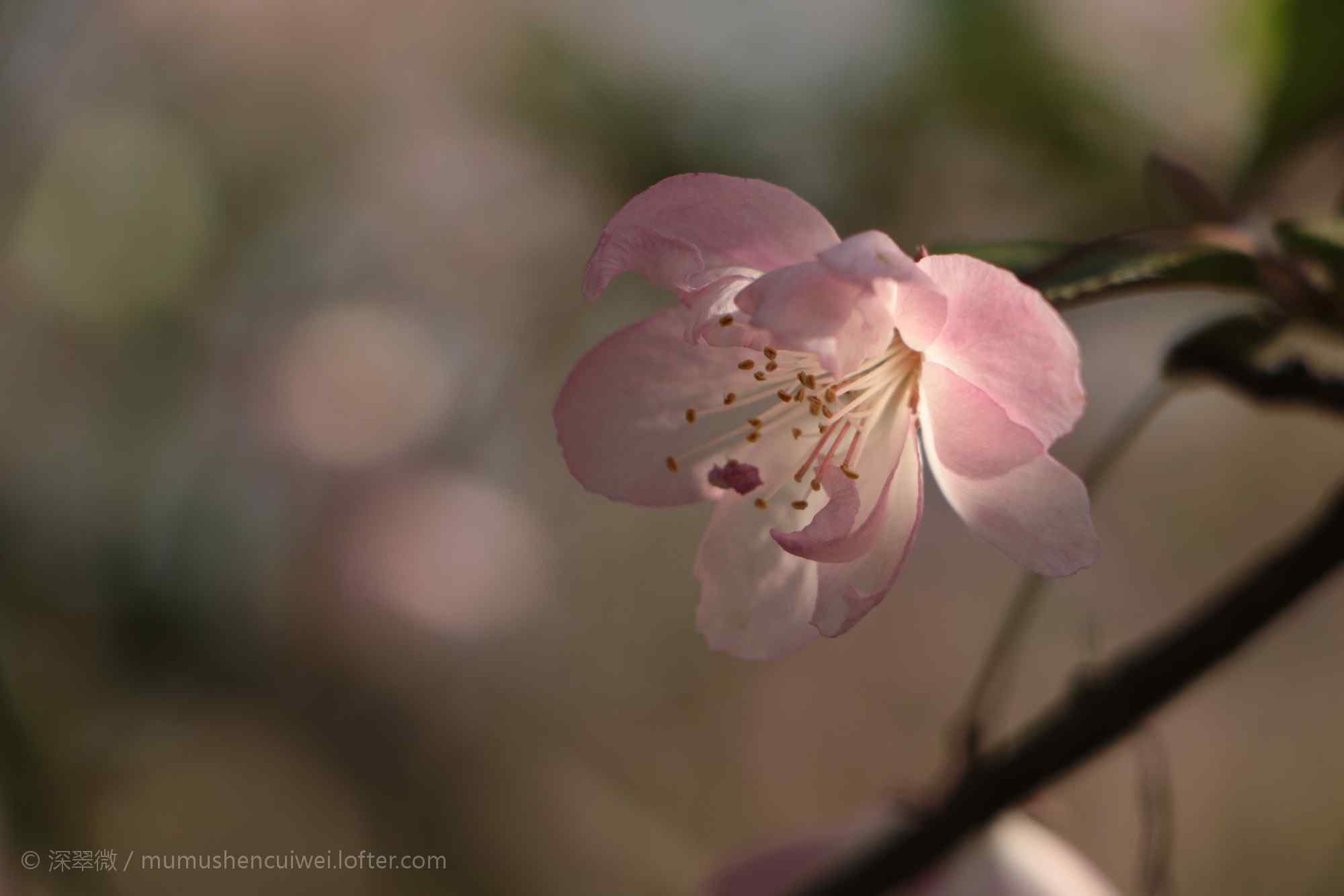 一朵粉色海棠花桌面壁纸