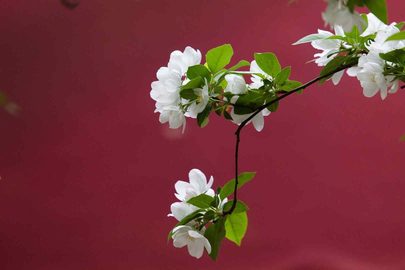 红墙上盛开的海棠花桌面壁纸