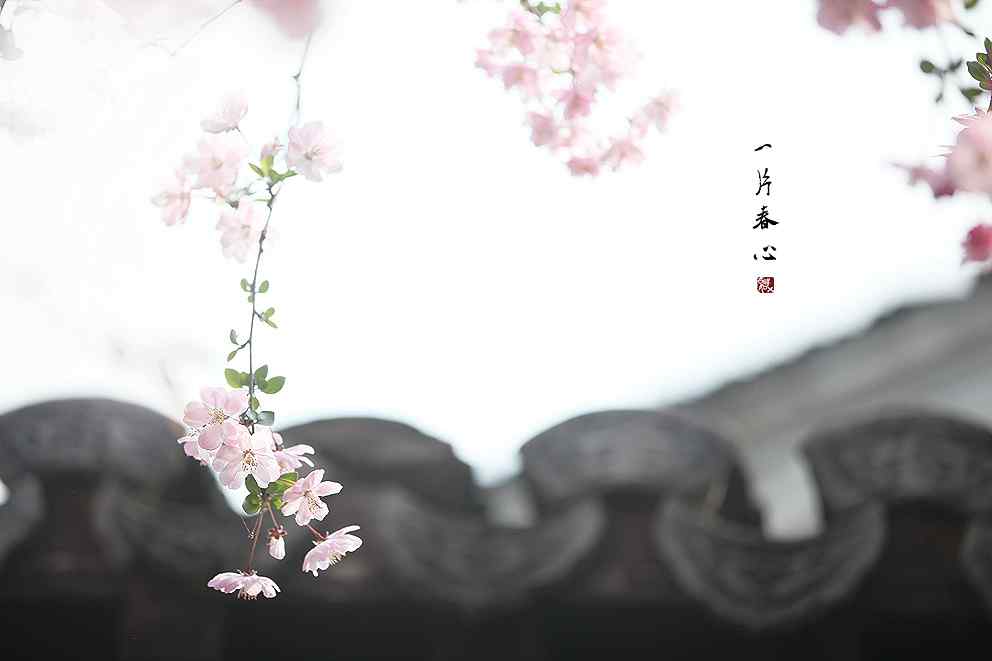 春日盛开的浪漫海棠花桌面壁纸