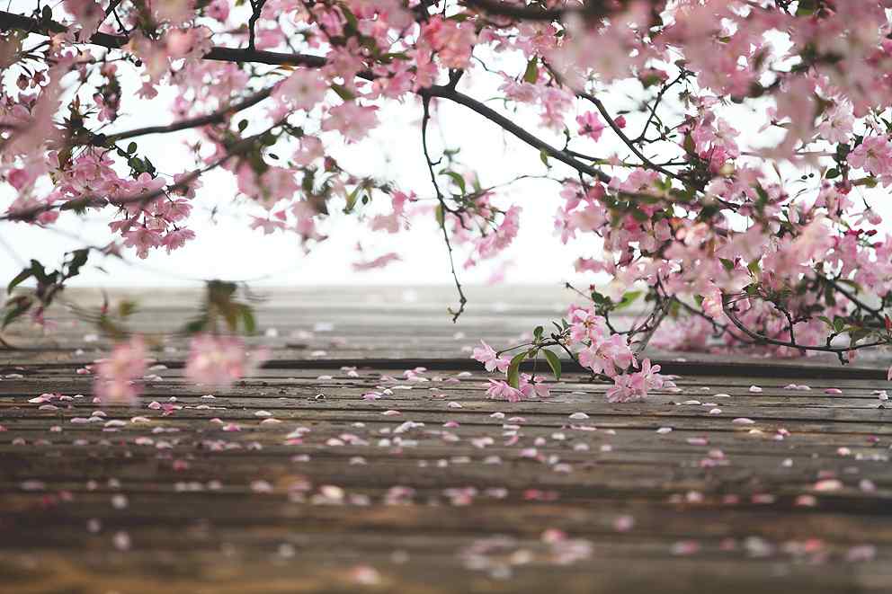 小清新粉色海棠花海桌面壁纸