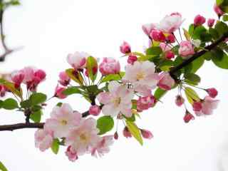 春日盛开的海棠花桌面壁纸
