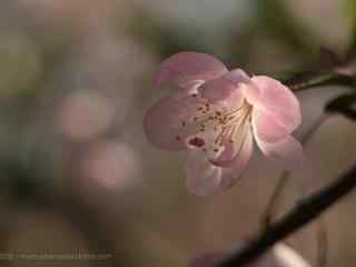 一朵粉色海棠花桌面壁纸