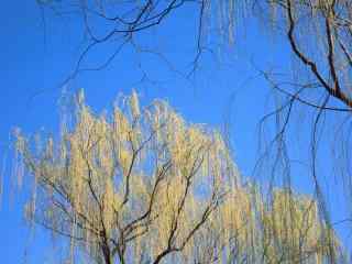 清明节习俗-蓝天下的柳树桌面壁纸