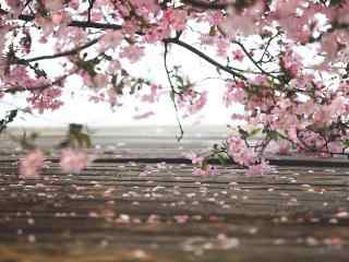 小清新粉色海棠花海桌面壁纸