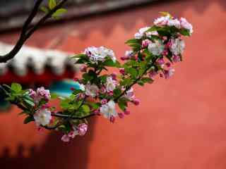 庭院里盛开的海棠花桌面壁纸