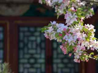 花团锦簇的海棠花桌面壁纸