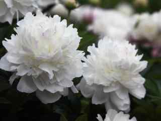 一群白色芍药花朵