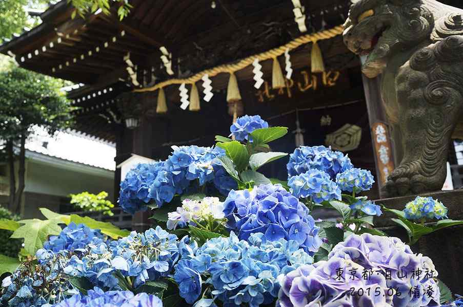 东京都白山神社里的绣球花桌面壁纸