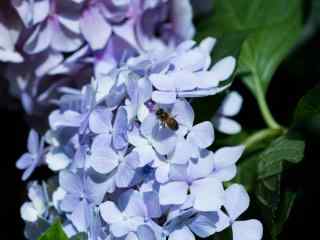 蜜蜂停留在绣球花