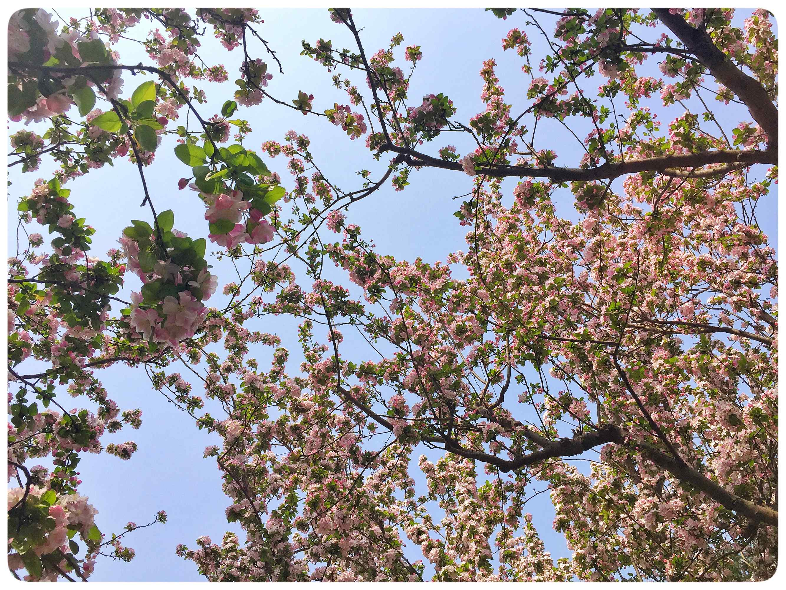 枝繁叶茂的西府海棠花桌面壁纸