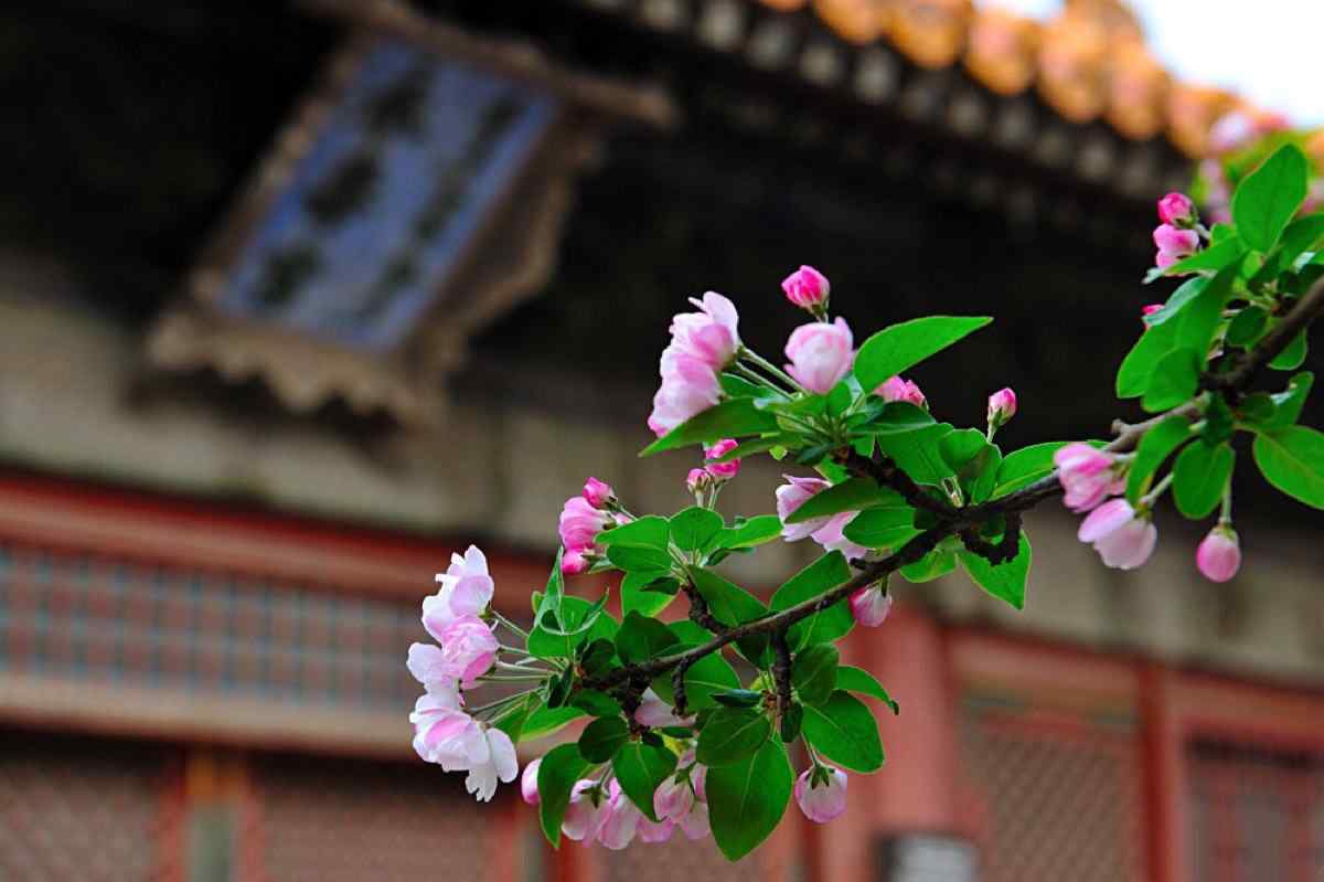 故宫博物馆中的西府海棠花