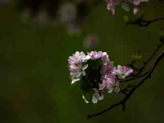 黑色背景下的西府海棠花壁纸