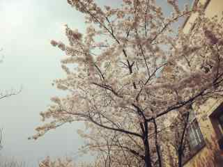 西府海棠花树高清壁纸