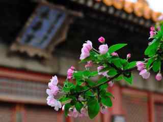 故宫博物馆中的西府海棠花