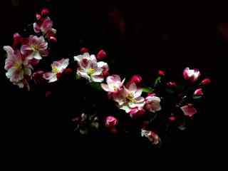 西府海棠花唯美特写图片