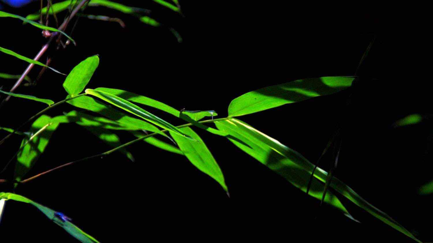 绿色竹叶摄影图片壁纸
