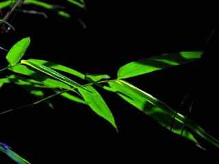 绿色竹叶摄影图片