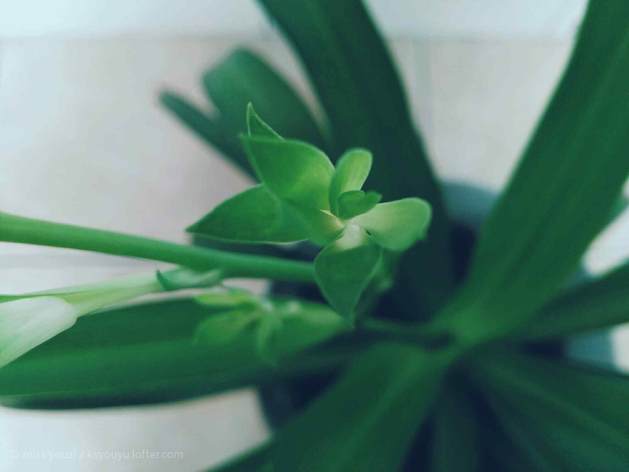 唯美小清新绿色吊兰植物桌面壁纸