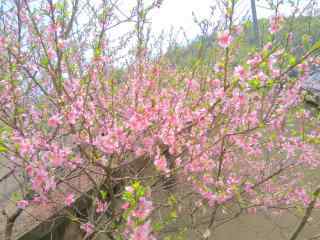 春日桃花唯美植物图片壁纸