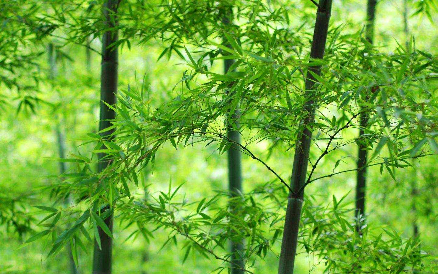 唯美绿色竹子桌面壁纸