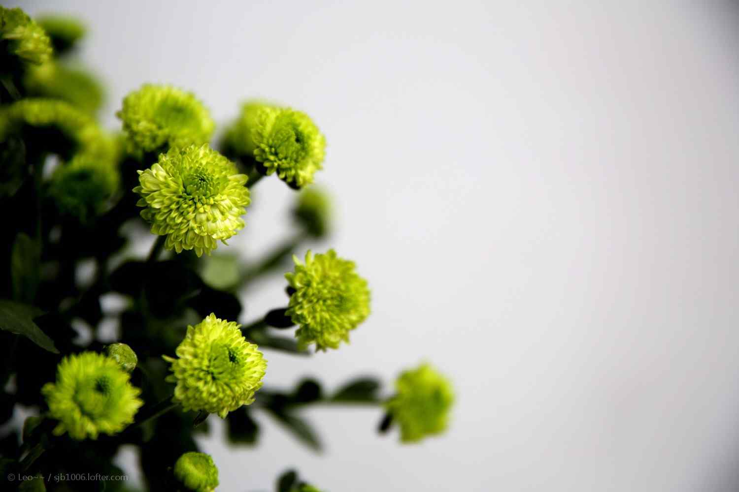 盛开的绿色小雏菊桌面壁纸