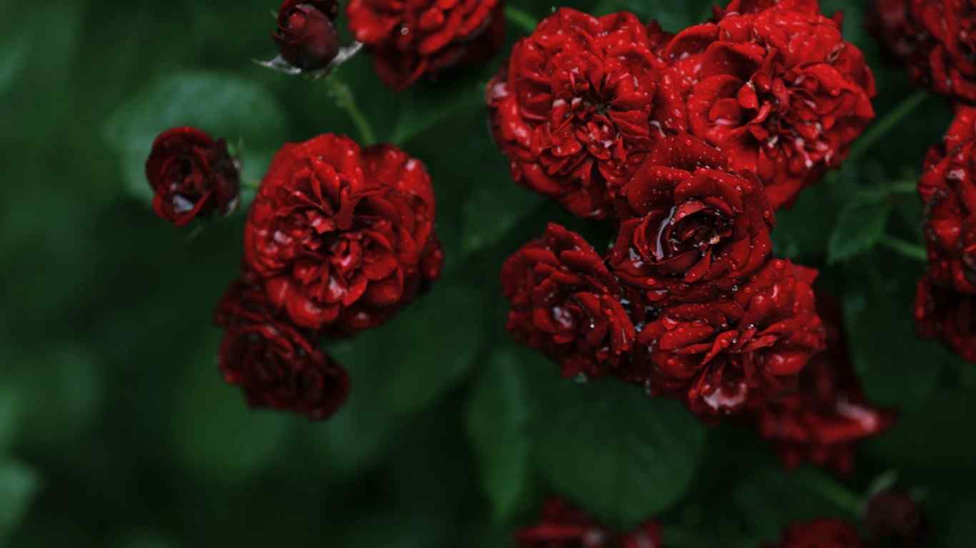 玫瑰唯美系清新摄影之三