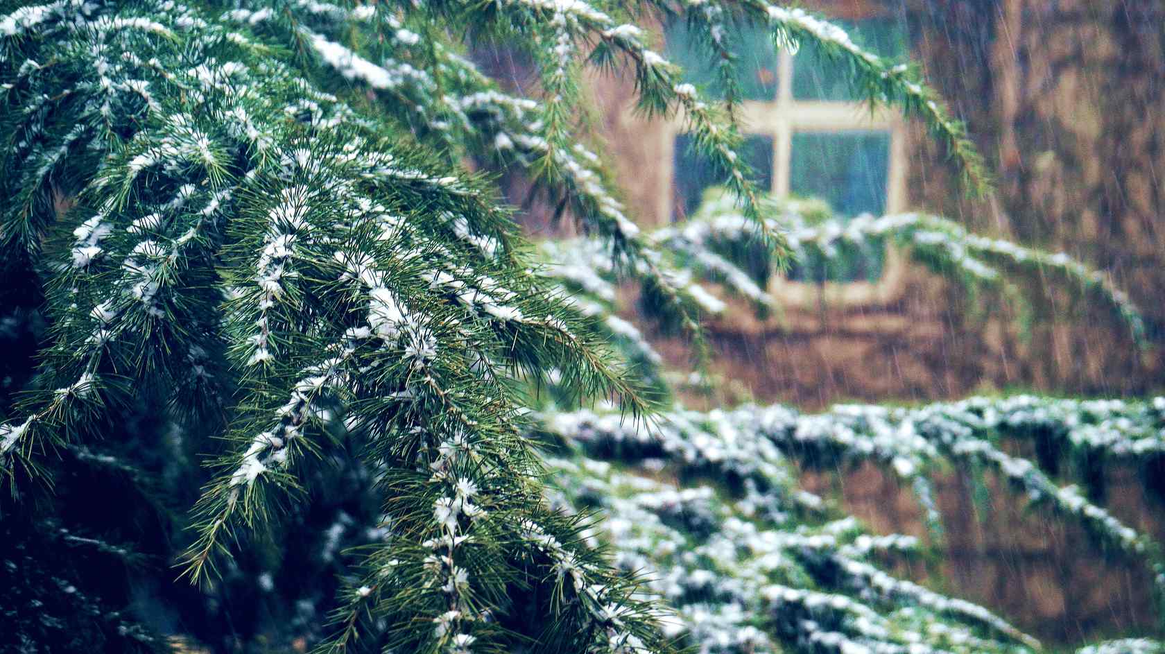 唯美大雪拍打在松树上桌面壁纸