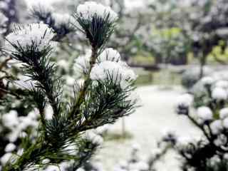 大雪积压在松树上