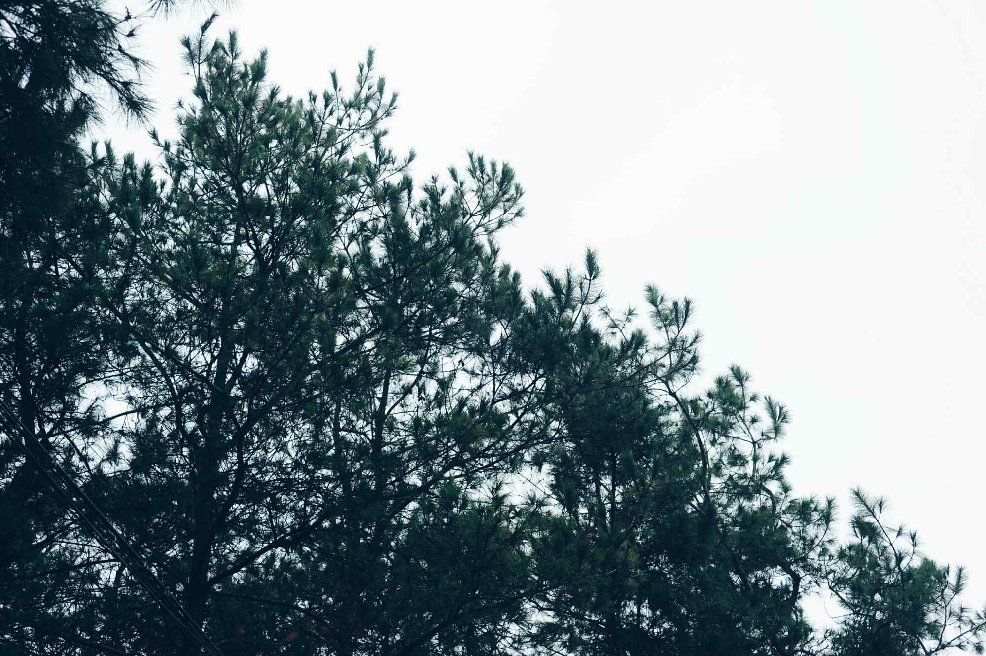 郁郁葱葱的松树摄影图片