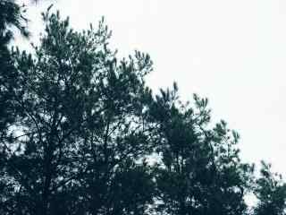 郁郁葱葱的松树摄影图片