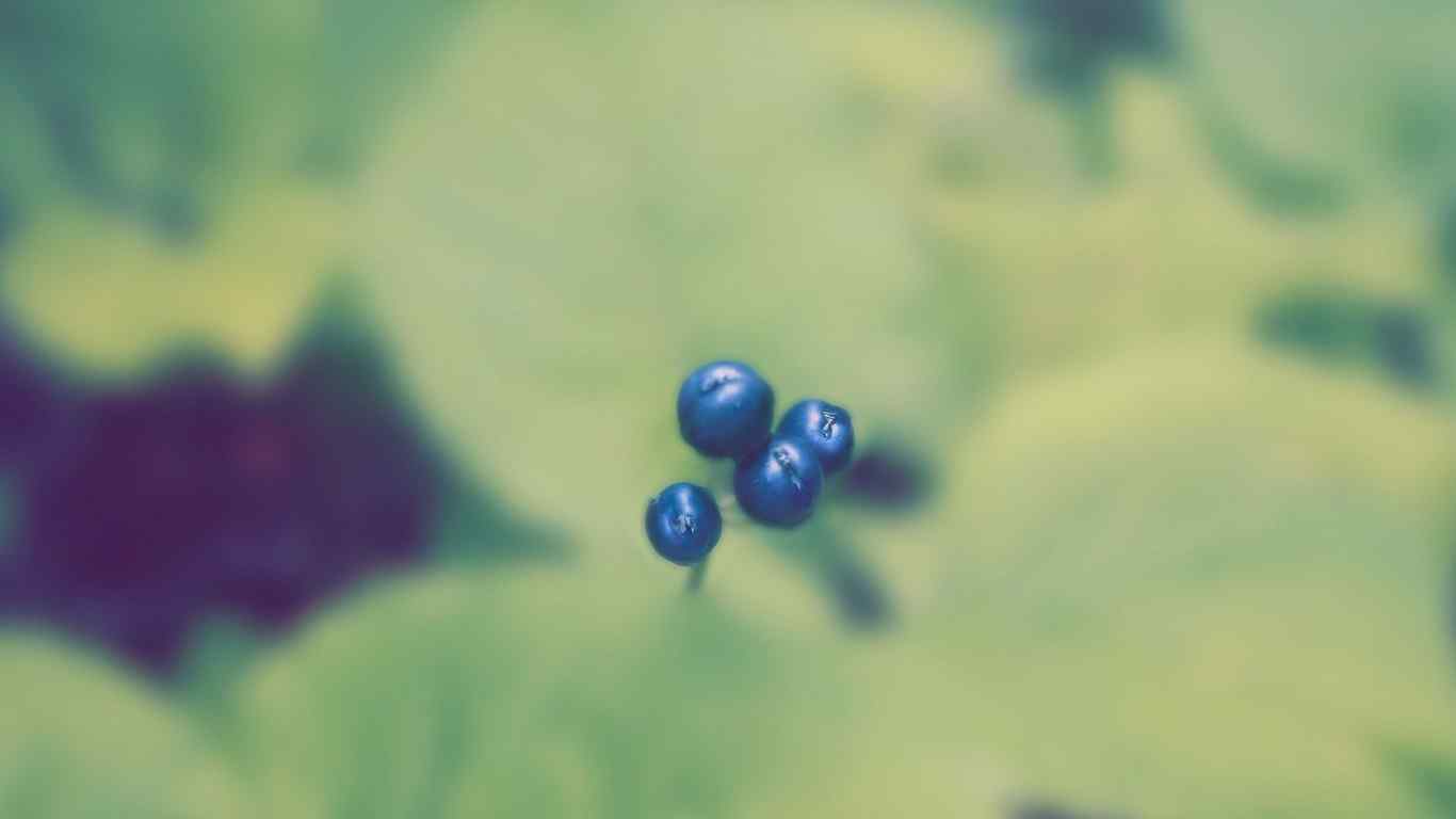 水果蓝莓创意摄影壁纸桌面