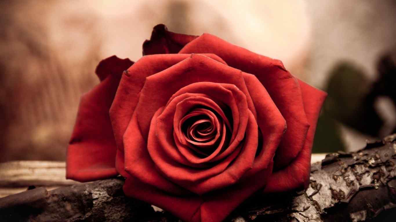 优雅玫瑰单支壁纸桌面
