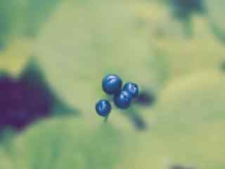 水果蓝莓创意摄影壁纸桌面