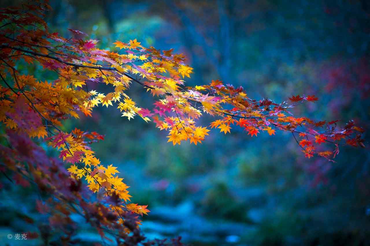 秋日里的红色的枫叶林桌面壁纸