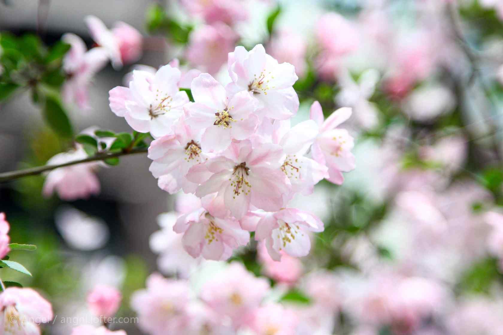 小清新粉色海棠花摄影图片