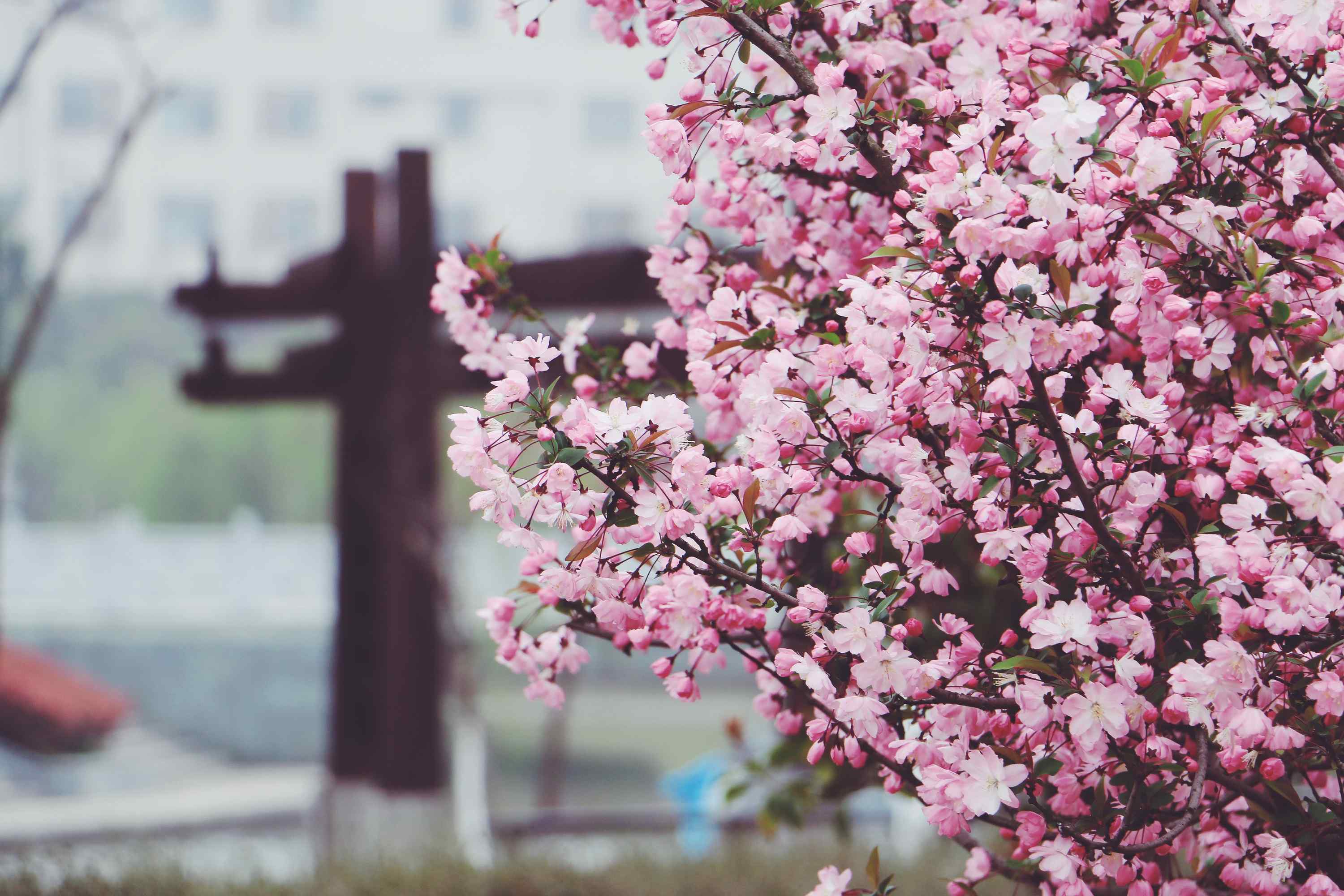 唯美春日盛开的海棠花桌面壁纸