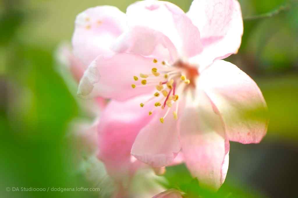 护眼粉色海棠花摄影图片桌面壁纸