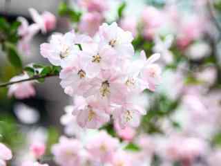 小清新粉色海棠花摄影图片