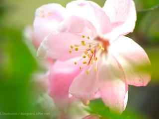 护眼粉色海棠花摄