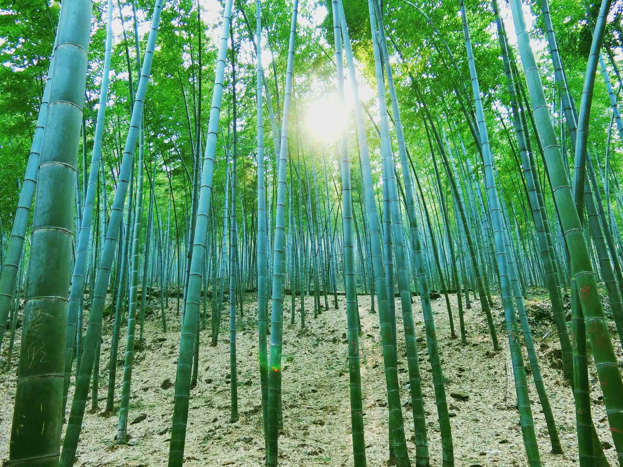阳光穿透绿色的竹海桌面壁纸