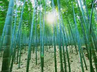 阳光穿透绿色的竹