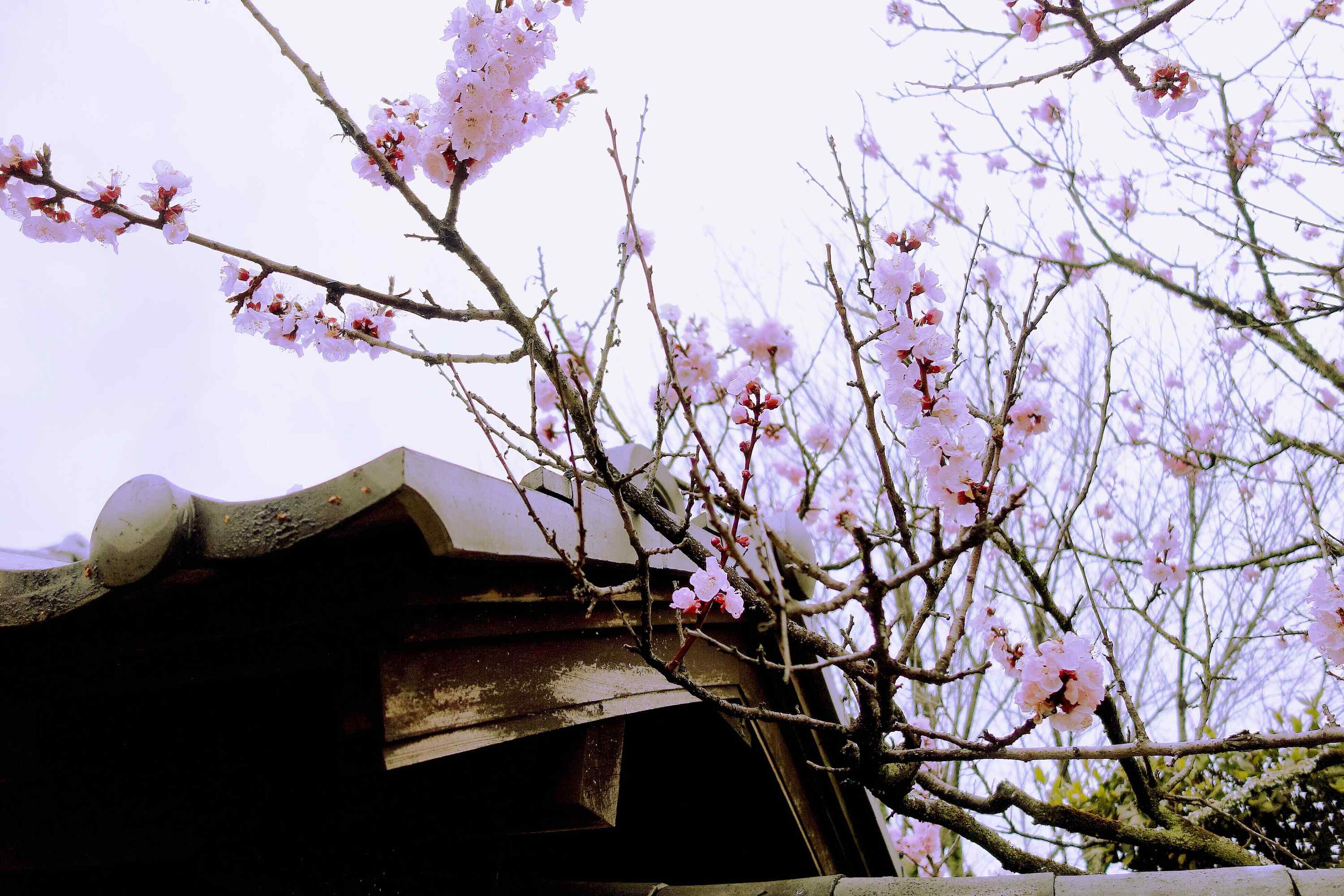 古都奈良樱花大战桌面壁纸