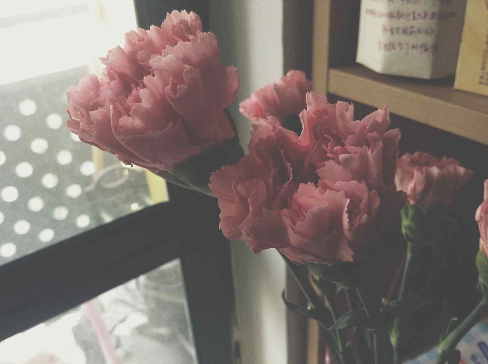唯美康乃馨花束桌面壁纸