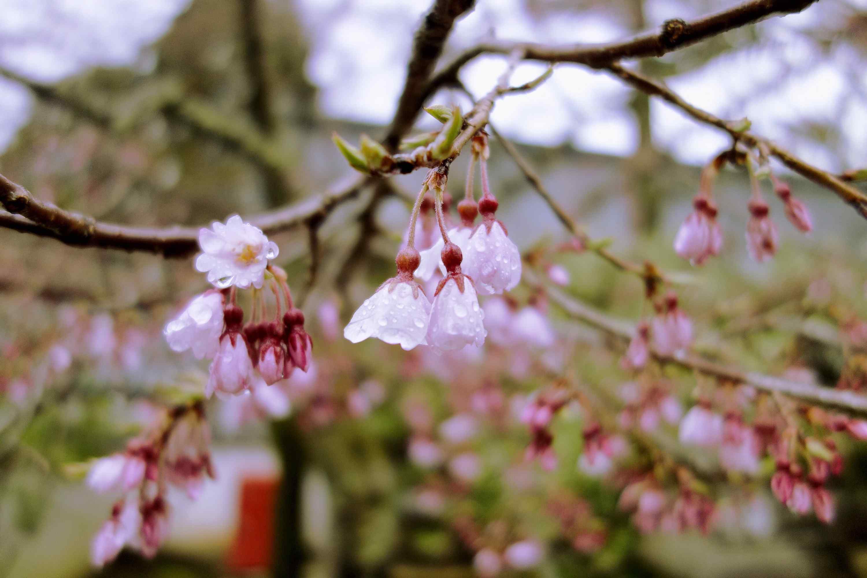 奈良不看不见的樱花唯美桌面壁纸
