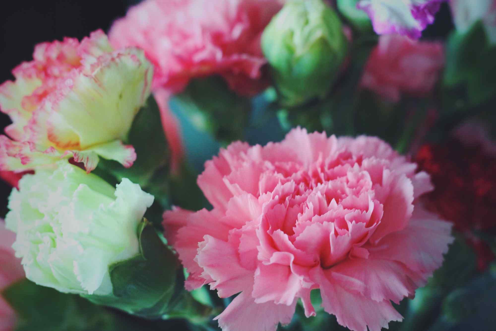 唯美好看的康乃馨花束摄影图片