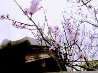 古都奈良樱花大战桌面壁纸