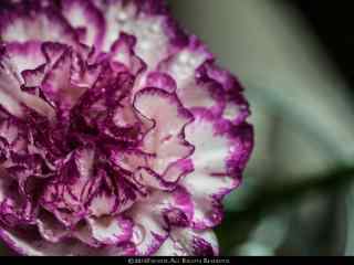 唯美紫色康乃馨花