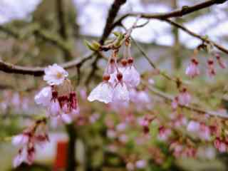 奈良不看不见的樱花唯美桌面壁纸